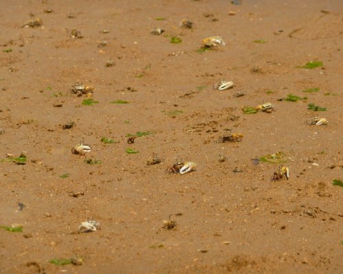 国の天然記念物に指定されている慶佐次のマングローブを散策するこのコース。潮が引くと川辺までおりて、普段なかなかみることのできない川に住む貴重な生き物に出会えるはず。