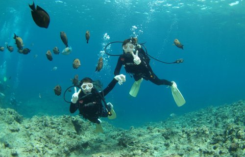 Liquid Blueの１グループ貸し切り 珊瑚の海体験ダイビング